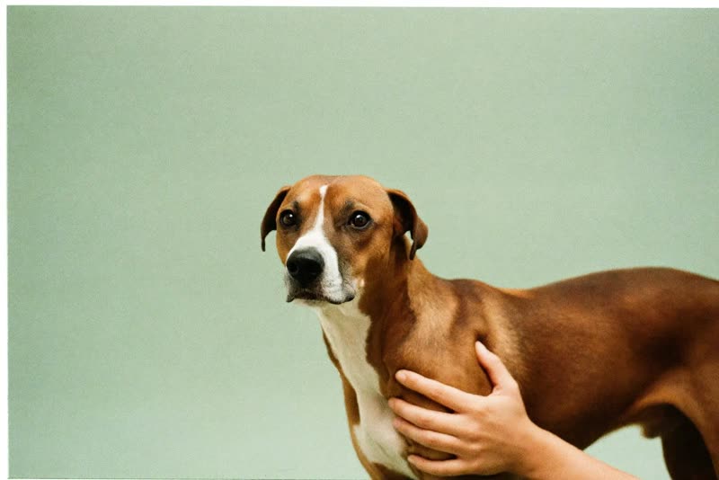 A dog being gently steadied by a groomer's hands