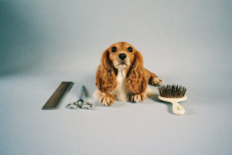 Grooming combs, scissors and a brush laid out