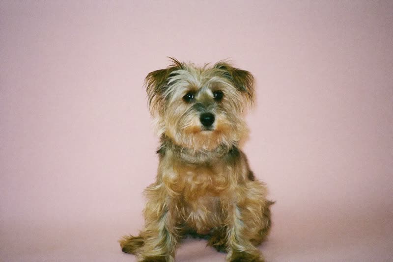 A shaggy small dog before its groom