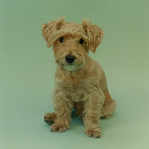 A small terrier with a freshly finished coat