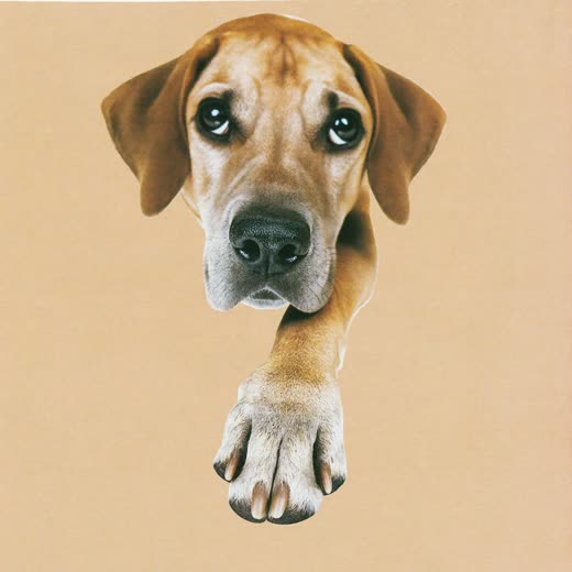 A dog's paw with neatly trimmed nails