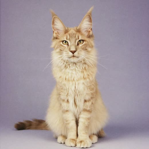 A long-haired cat with a smoothly brushed coat