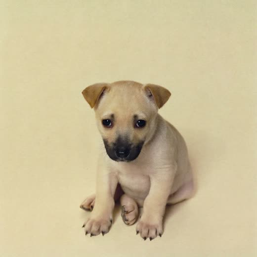 A puppy sitting calmly
